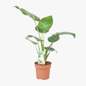 Alocasia Cucullata 17cm