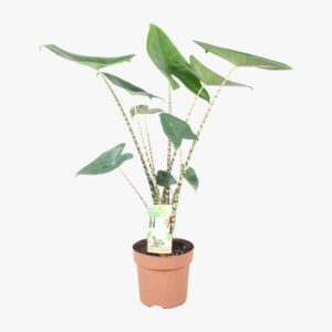 Alocasia Zebrina 17cm