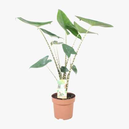Alocasia Zebrina 17cm