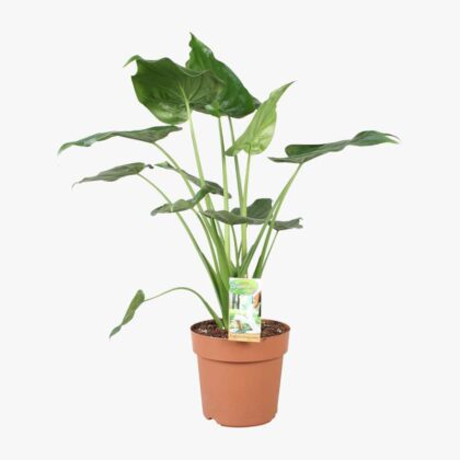 Alocasia Cucullata 21cm