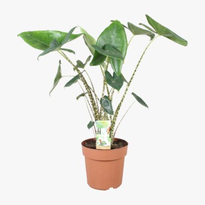 Alocasia Zebrina 21cm