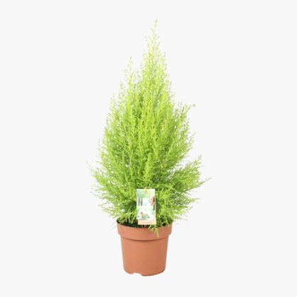 Cupressus Gold Crest Wilma 17cm