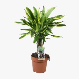 Dracaena Caroussel Golden Coast