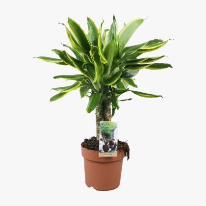 Dracaena Caroussel Golden Coast