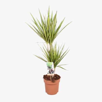 Dracaena Sunray 17cm