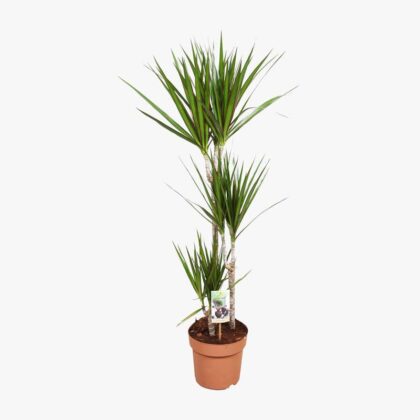 Dracaena Marginata 60-30-15