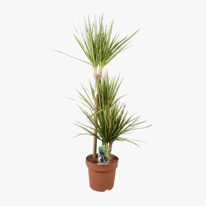 Dracaena Sunray 60-30-15