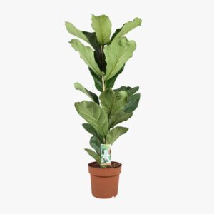 Ficus Lyrata 21cm