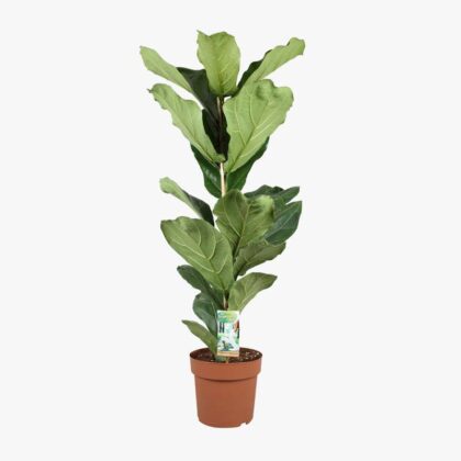 Ficus Lyrata 21cm