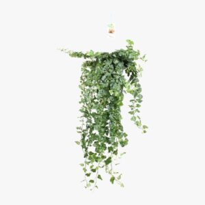 Hedera Wonder in hangpot 17cm