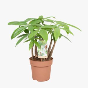 Pachira aquatica 17cm