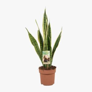 Sanseviera Laurentii 17cm