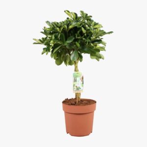 Schefflera Gold Capella 21cm