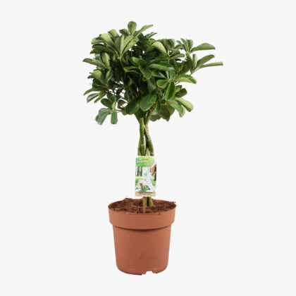 Schefflera Nora 21cm