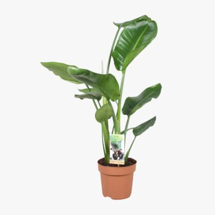 Strelitzia Nicolai 17cm