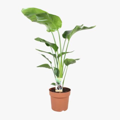Strelitzia Nicolai 21cm