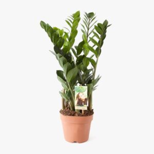 Zamioculcas 4-5 veren