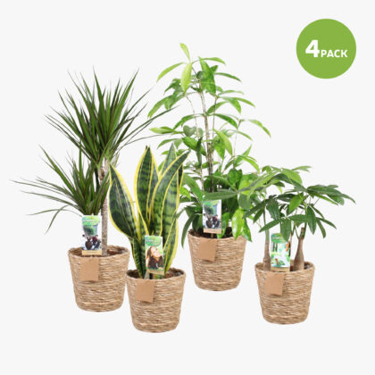 Groene kamerplanten mix in mand 17cm