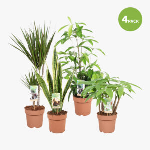 Groene kamerplanten mix pot 17cm